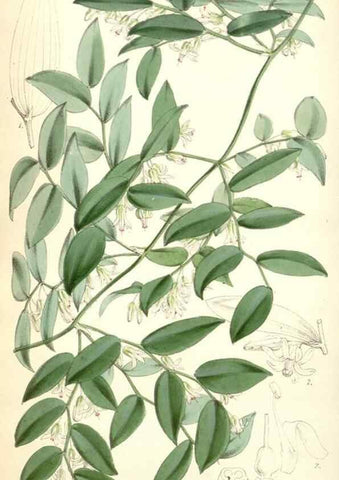Reproducción/Reproduction 34464768623: Curtis's botanical magazine.. London ; New York [etc.] :Academic Press [etc.]