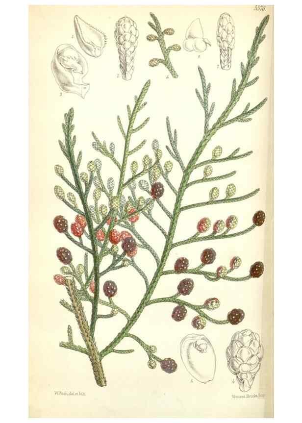 Reproducción/Reproduction 34430566414: Curtis's botanical magazine.. London ; New York [etc.] :Academic Press [etc.]