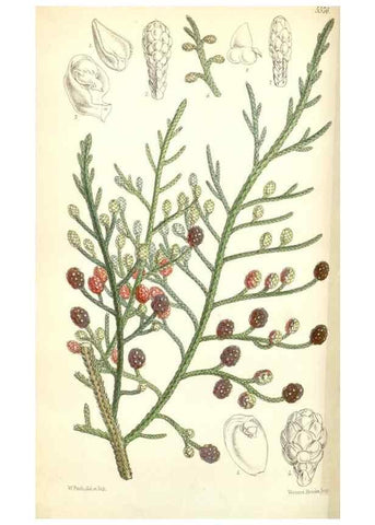 Reproducción/Reproduction 34430566414: Curtis's botanical magazine.. London ; New York [etc.] :Academic Press [etc.]