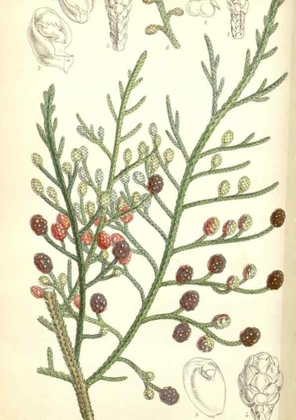 Reproducción/Reproduction 34430566414: Curtis's botanical magazine.. London ; New York [etc.] :Academic Press [etc.]