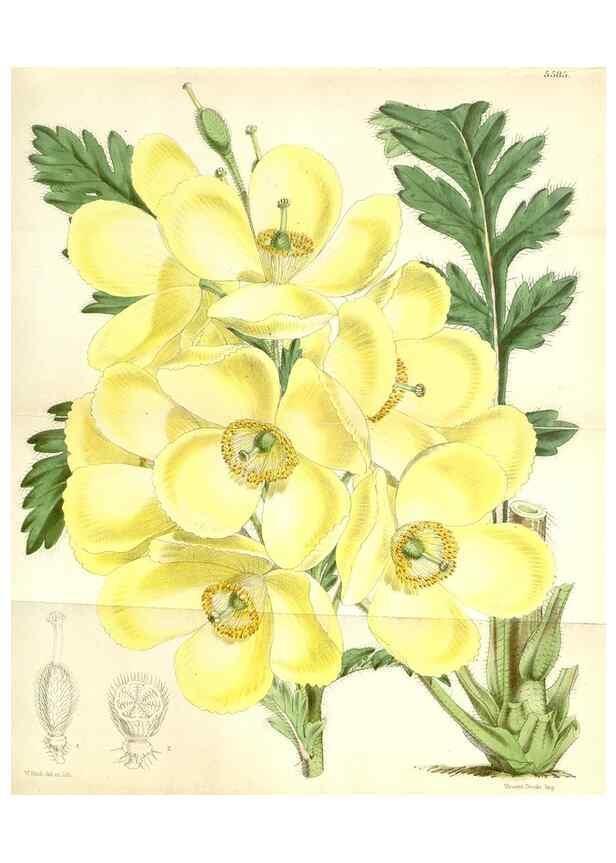 Reproducción/Reproduction 35233992246: Curtis's botanical magazine.. London ; New York [etc.] :Academic Press [etc.]