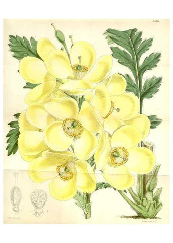 Reproducción/Reproduction 35233992246: Curtis's botanical magazine.. London ; New York [etc.] :Academic Press [etc.]