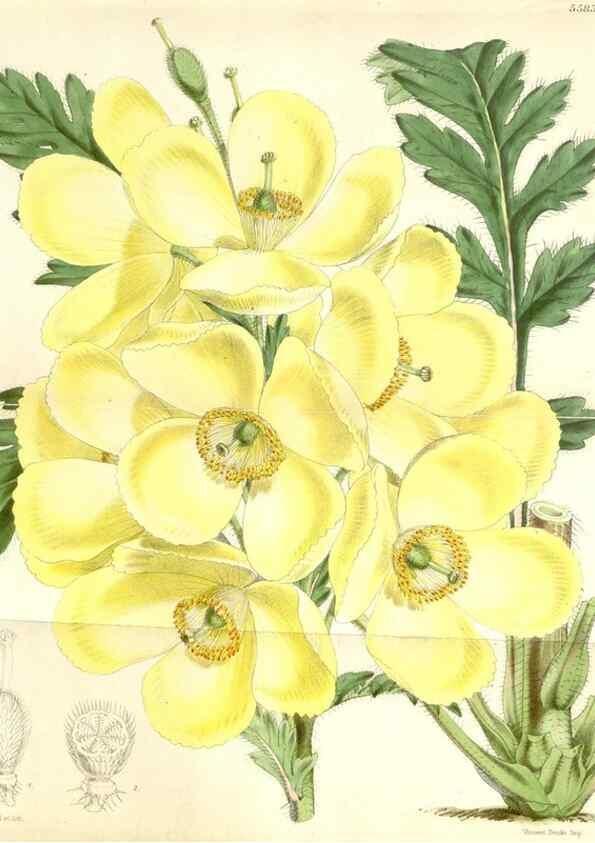 Reproducción/Reproduction 35233992246: Curtis's botanical magazine.. London ; New York [etc.] :Academic Press [etc.]