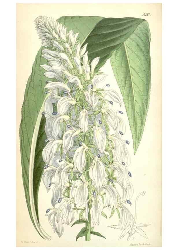 Reproducción/Reproduction 34887073200: Curtis's botanical magazine.. London ; New York [etc.] :Academic Press [etc.]