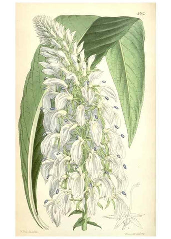Reproducción/Reproduction 34887073200: Curtis's botanical magazine.. London ; New York [etc.] :Academic Press [etc.]