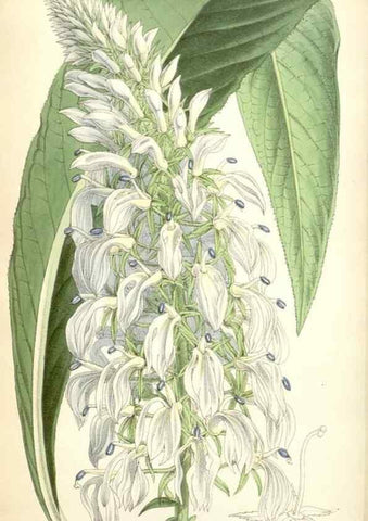 Reproducción/Reproduction 34887073200: Curtis's botanical magazine.. London ; New York [etc.] :Academic Press [etc.]