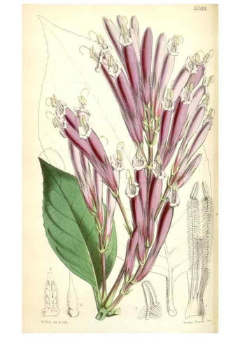 Reproducción/Reproduction 35274514325: Curtis's botanical magazine.. London ; New York [etc.] :Academic Press [etc.]