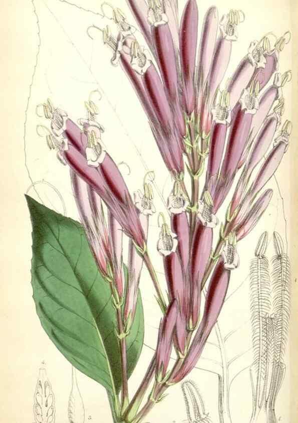 Reproducción/Reproduction 35274514325: Curtis's botanical magazine.. London ; New York [etc.] :Academic Press [etc.]