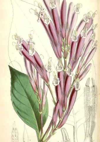 Reproducción/Reproduction 35274514325: Curtis's botanical magazine.. London ; New York [etc.] :Academic Press [etc.]