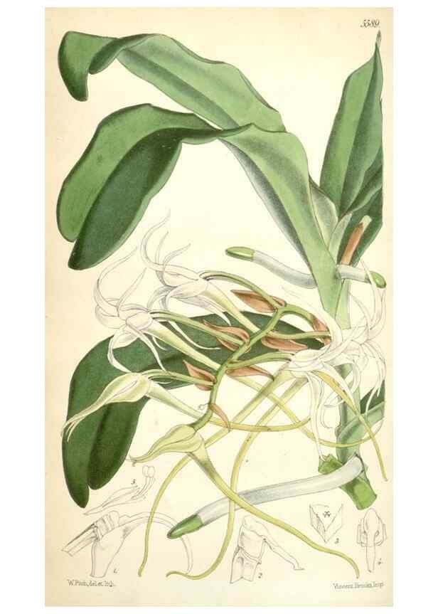 Reproducción/Reproduction 34887079130: Curtis's botanical magazine.. London ; New York [etc.] :Academic Press [etc.]