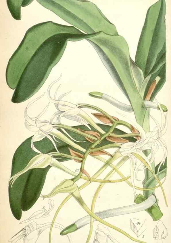 Reproducción/Reproduction 34887079130: Curtis's botanical magazine.. London ; New York [etc.] :Academic Press [etc.]