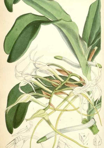 Reproducción/Reproduction 34887079130: Curtis's botanical magazine.. London ; New York [etc.] :Academic Press [etc.]