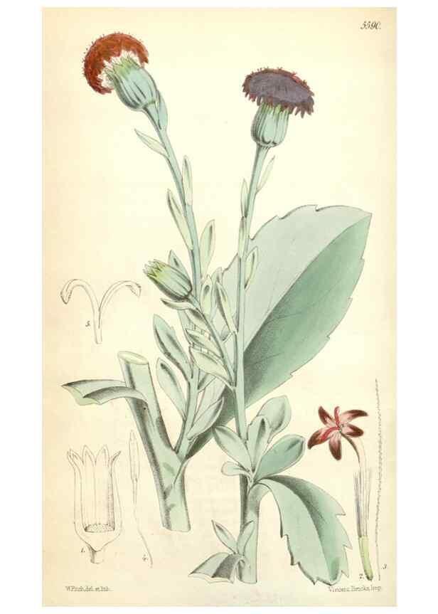 Reproducción/Reproduction 35274516085: Curtis's botanical magazine.. London ; New York [etc.] :Academic Press [etc.]
