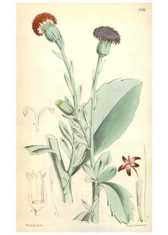 Reproducción/Reproduction 35274516085: Curtis's botanical magazine.. London ; New York [etc.] :Academic Press [etc.]