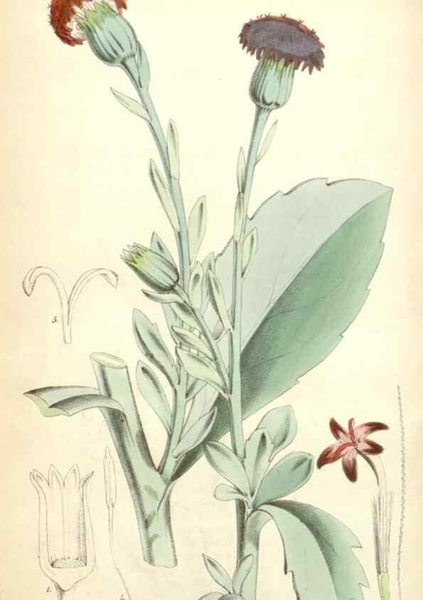 Reproducción/Reproduction 35274516085: Curtis's botanical magazine.. London ; New York [etc.] :Academic Press [etc.]