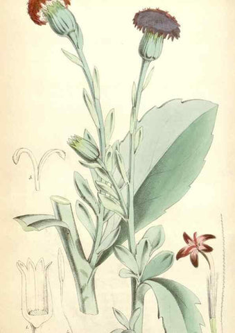 Reproducción/Reproduction 35274516085: Curtis's botanical magazine.. London ; New York [etc.] :Academic Press [etc.]