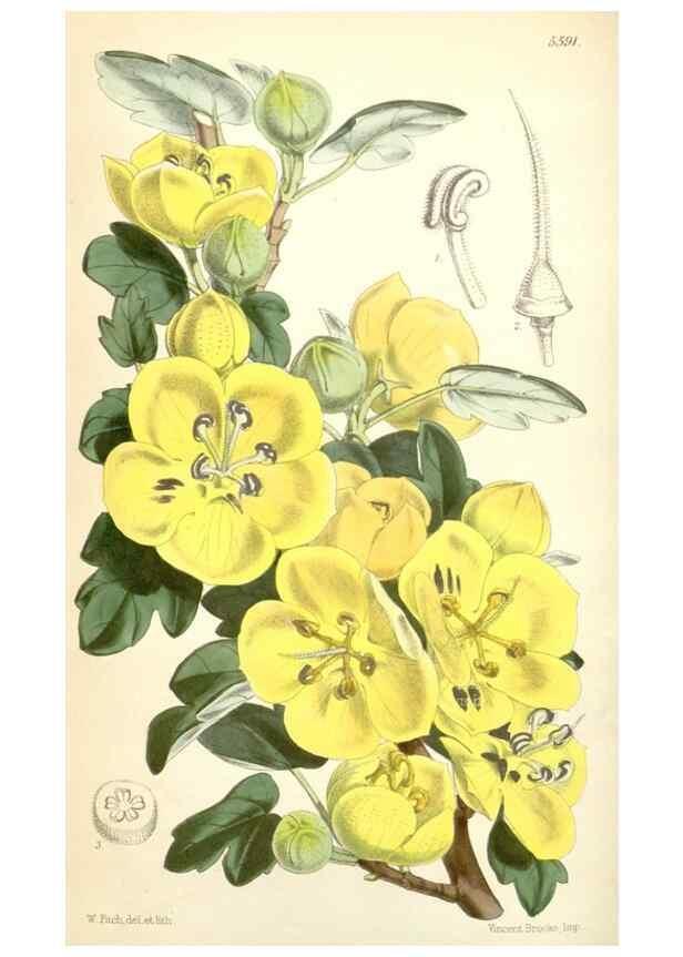 Reproducción/Reproduction 34887085160: Curtis's botanical magazine.. London ; New York [etc.] :Academic Press [etc.]