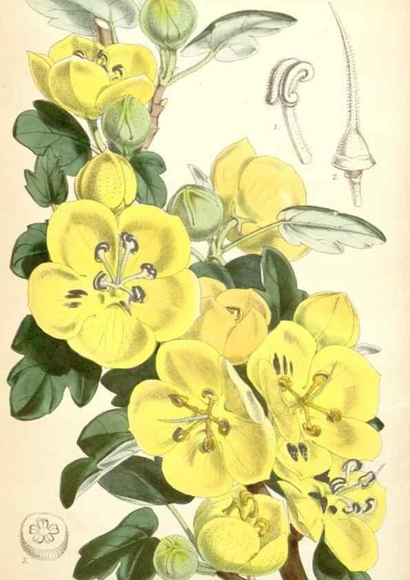 Reproducción/Reproduction 34887085160: Curtis's botanical magazine.. London ; New York [etc.] :Academic Press [etc.]