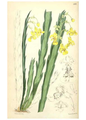 Reproducción/Reproduction 34887088240: Curtis's botanical magazine.. London ; New York [etc.] :Academic Press [etc.]