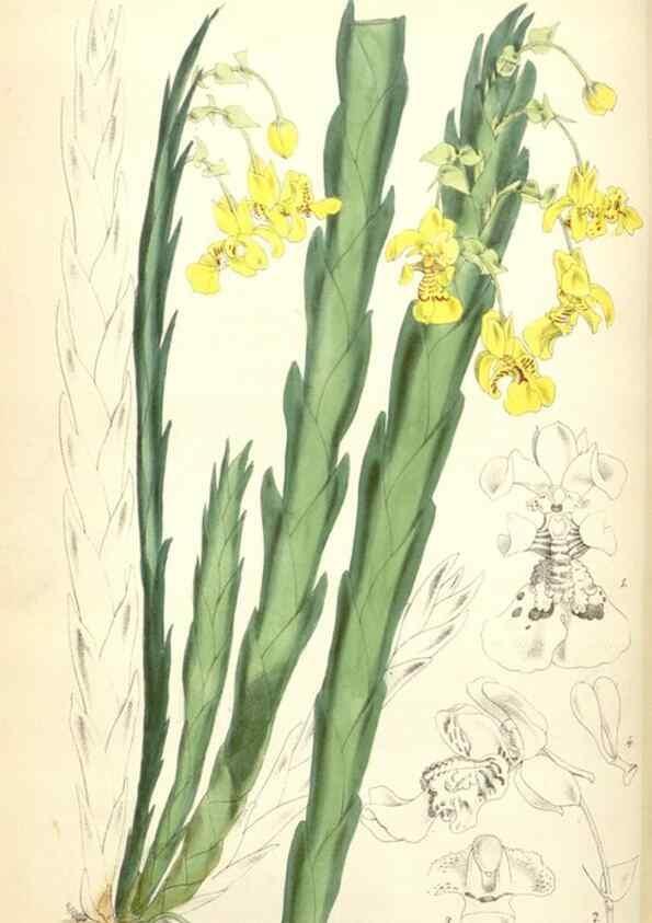 Reproducción/Reproduction 34887088240: Curtis's botanical magazine.. London ; New York [etc.] :Academic Press [etc.]