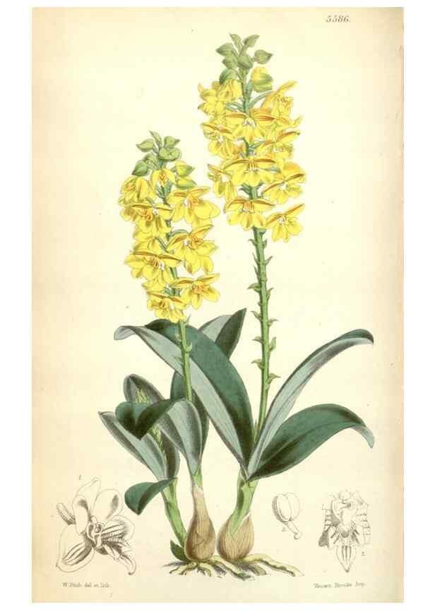 Reproducción/Reproduction 34887070190: Curtis's botanical magazine.. London ; New York [etc.] :Academic Press [etc.]