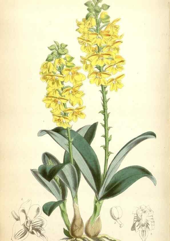 Reproducción/Reproduction 34887070190: Curtis's botanical magazine.. London ; New York [etc.] :Academic Press [etc.]