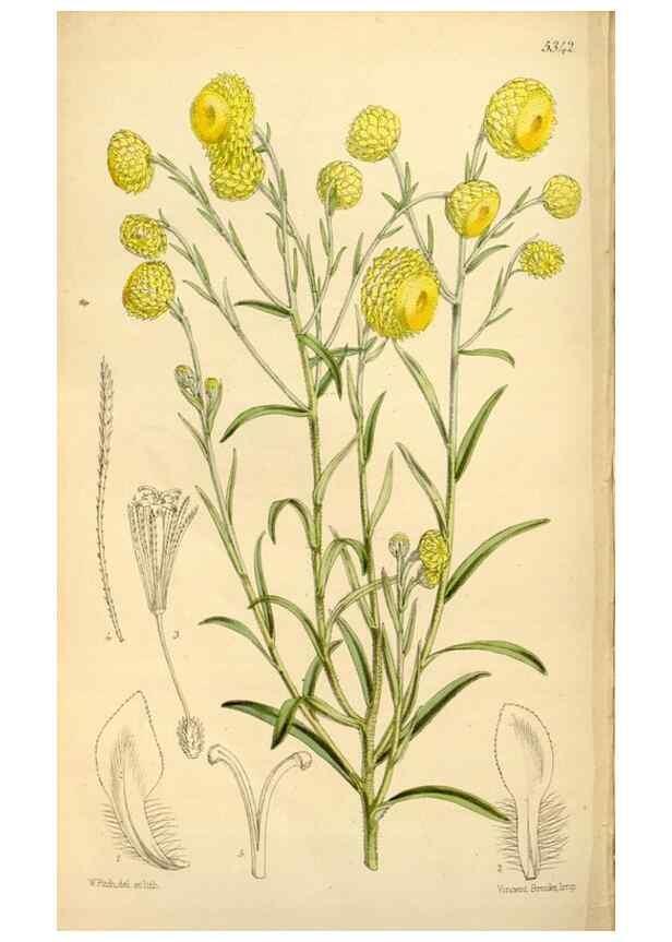 Reproducción/Reproduction 34464437053: Curtis's botanical magazine.. London ; New York [etc.] :Academic Press [etc.]