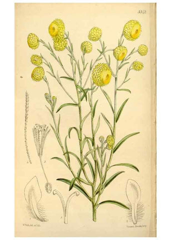 Reproducción/Reproduction 34464437053: Curtis's botanical magazine.. London ; New York [etc.] :Academic Press [etc.]