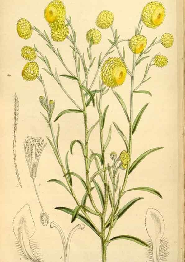 Reproducción/Reproduction 34464437053: Curtis's botanical magazine.. London ; New York [etc.] :Academic Press [etc.]