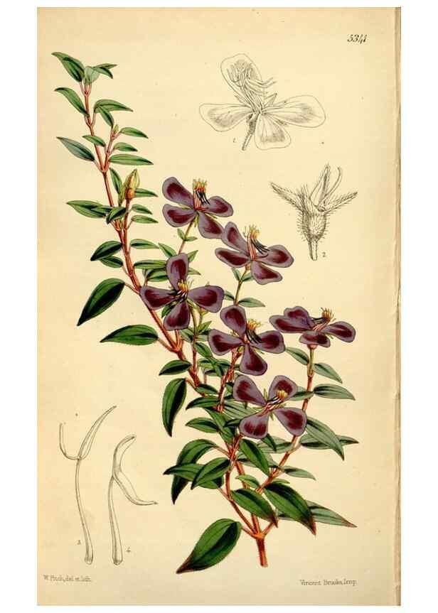 Reproducción/Reproduction 34464433803: Curtis's botanical magazine.. London ; New York [etc.] :Academic Press [etc.]