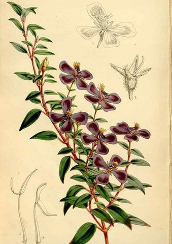 Reproducción/Reproduction 34464433803: Curtis's botanical magazine.. London ; New York [etc.] :Academic Press [etc.]