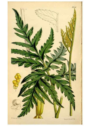 Reproducción/Reproduction 35233685096: Curtis's botanical magazine.. London ; New York [etc.] :Academic Press [etc.]