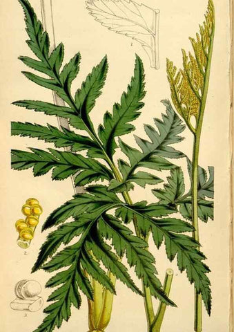 Reproducción/Reproduction 35233685096: Curtis's botanical magazine.. London ; New York [etc.] :Academic Press [etc.]