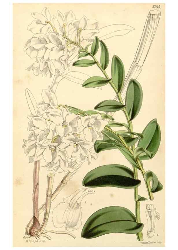 Reproducción/Reproduction 35143656071: Curtis's botanical magazine.. London ; New York [etc.] :Academic Press [etc.]