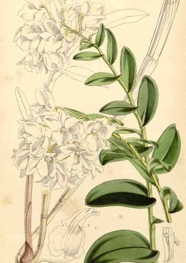 Reproducción/Reproduction 35143656071: Curtis's botanical magazine.. London ; New York [etc.] :Academic Press [etc.]