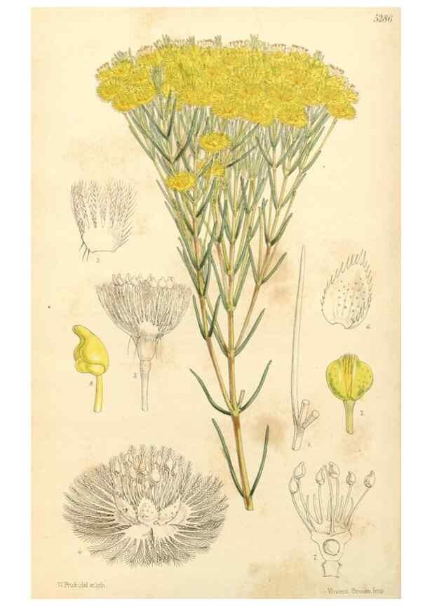 Reproducción/Reproduction 35143658731: Curtis's botanical magazine.. London ; New York [etc.] :Academic Press [etc.]
