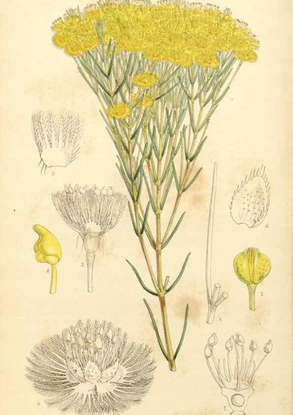 Reproducción/Reproduction 35143658731: Curtis's botanical magazine.. London ; New York [etc.] :Academic Press [etc.]