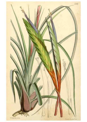 Reproducción/Reproduction 35143661781: Curtis's botanical magazine.. London ; New York [etc.] :Academic Press [etc.]