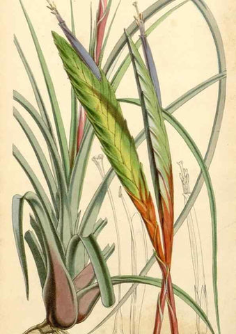Reproducción/Reproduction 35143661781: Curtis's botanical magazine.. London ; New York [etc.] :Academic Press [etc.]