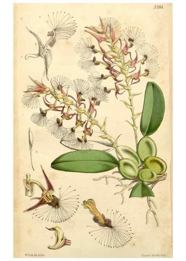 Reproducción/Reproduction 35143664441: Curtis's botanical magazine.. London ; New York [etc.] :Academic Press [etc.]