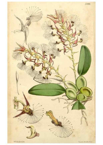 Reproducción/Reproduction 35143664441: Curtis's botanical magazine.. London ; New York [etc.] :Academic Press [etc.]