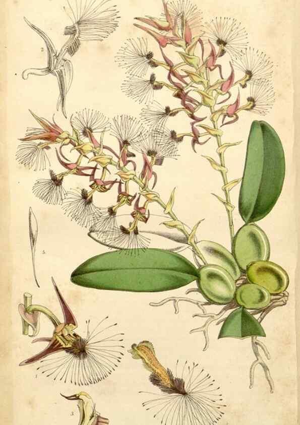 Reproducción/Reproduction 35143664441: Curtis's botanical magazine.. London ; New York [etc.] :Academic Press [etc.]