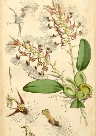 Reproducción/Reproduction 35143664441: Curtis's botanical magazine.. London ; New York [etc.] :Academic Press [etc.]