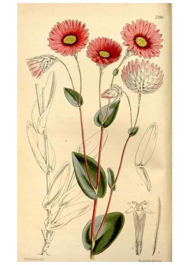 Reproducción/Reproduction 35107467052: Curtis's botanical magazine.. London ; New York [etc.] :Academic Press [etc.]