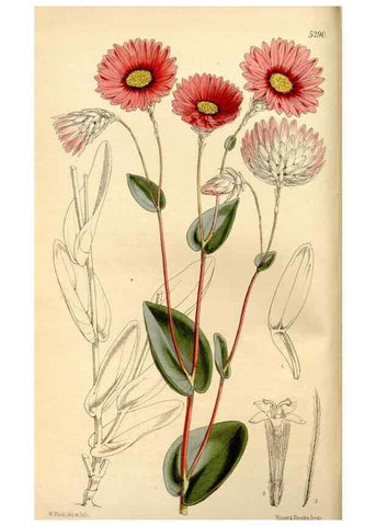 Reproducción/Reproduction 35107467052: Curtis's botanical magazine.. London ; New York [etc.] :Academic Press [etc.]