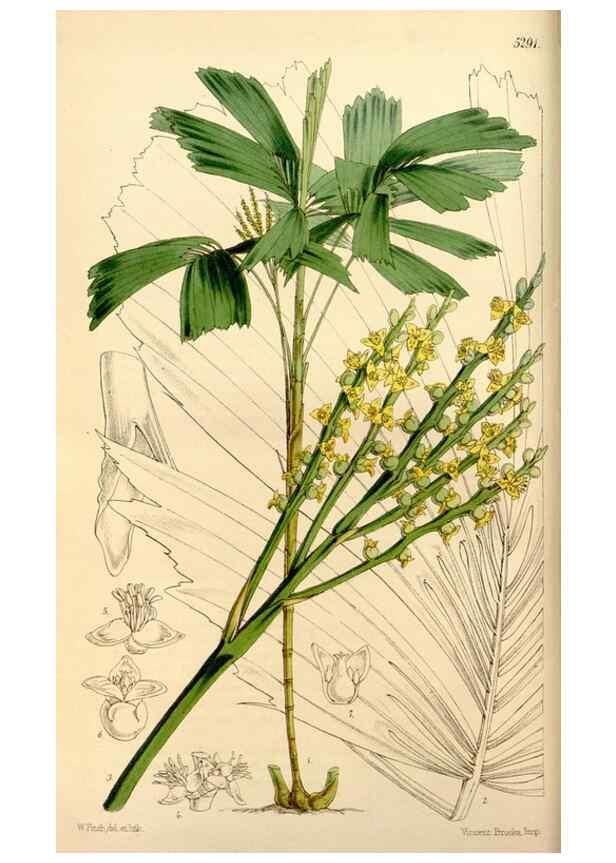 Reproducción/Reproduction 35143784421: Curtis's botanical magazine.. London ; New York [etc.] :Academic Press [etc.]