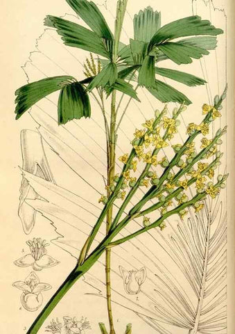 Reproducción/Reproduction 35143784421: Curtis's botanical magazine.. London ; New York [etc.] :Academic Press [etc.]