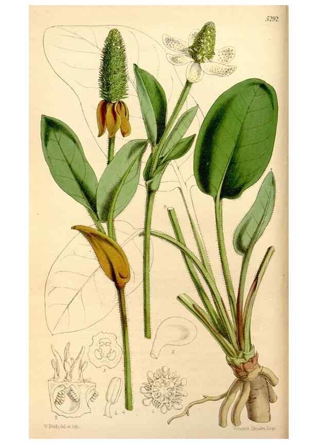 Reproducción/Reproduction 34886566240: Curtis's botanical magazine.. London ; New York [etc.] :Academic Press [etc.]