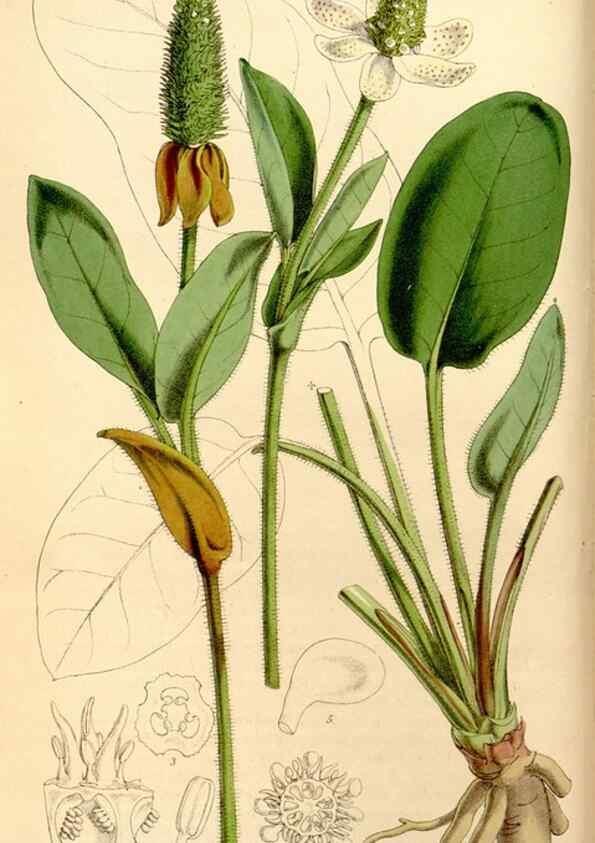 Reproducción/Reproduction 34886566240: Curtis's botanical magazine.. London ; New York [etc.] :Academic Press [etc.]
