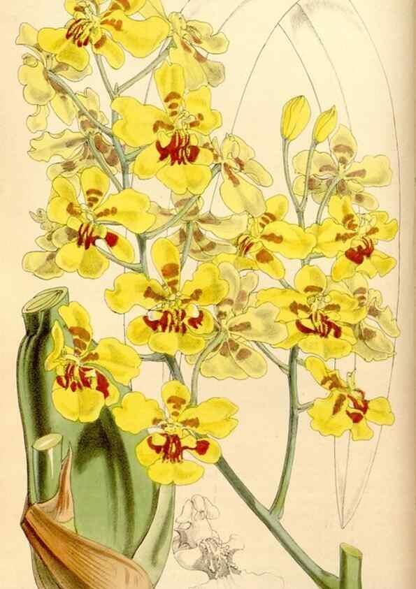 Reproducción/Reproduction 34886567770: Curtis's botanical magazine.. London ; New York [etc.] :Academic Press [etc.]